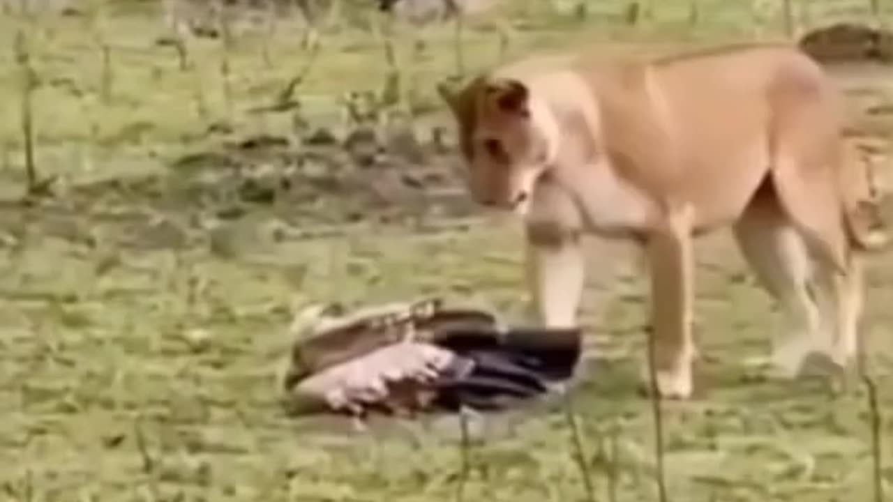 Funny Animal