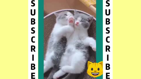 BEST CAT MEMES COMPILATION OF 2021-PART 1