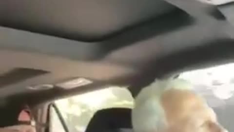 Dancing in the car