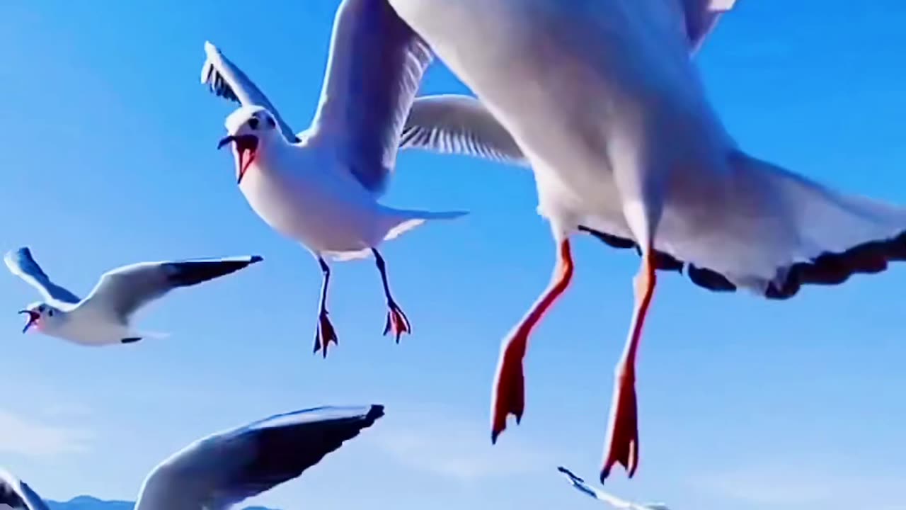 #birds