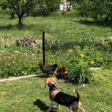 Beagle tries to befriend a two grumpy chickens