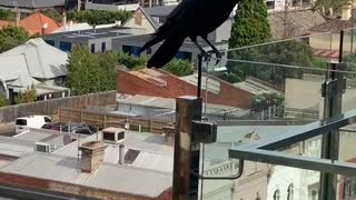 Man Befriends Wild Raven