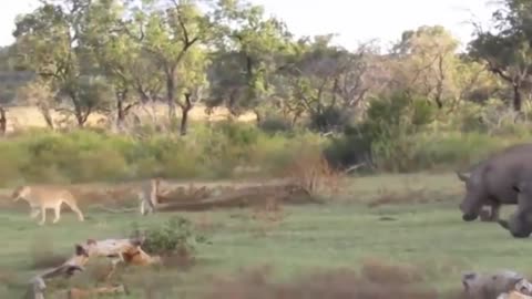 #1 best fights between lions and rhinos