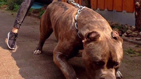 Pitbull dangerous dog 🐶🐕🐶