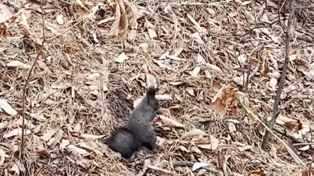 squirrel eating food