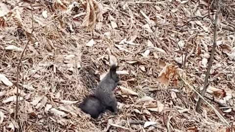 squirrel eating food