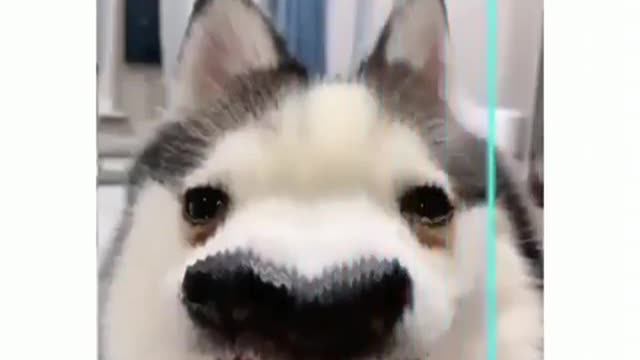 Funny video of dog