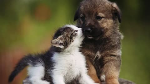 Wow awesome video | unconditional cat and dog love