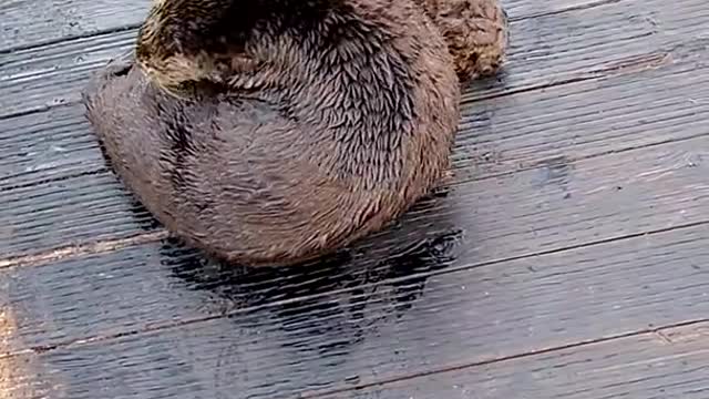 Watch mother otter puts her baby back onto the dock