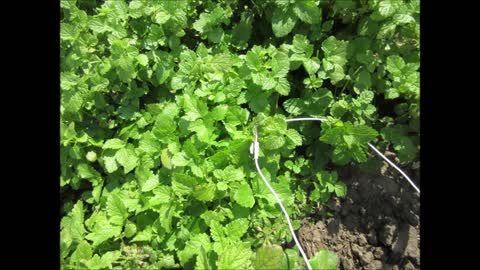 Mild Lemon Scent Lemon Balm Sept 2021