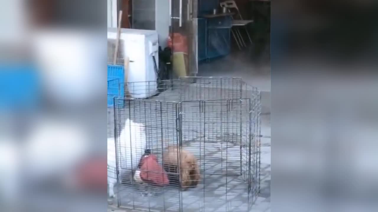 Cute dog want to escape on a cage!