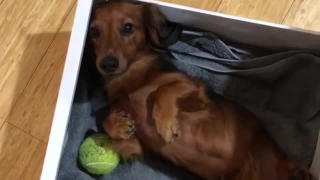 Cute Babies Playing With Dogs Compilation