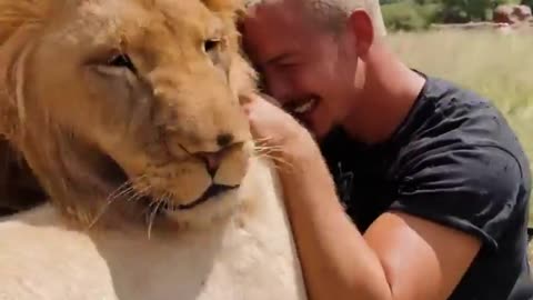 Lion so sweet moment