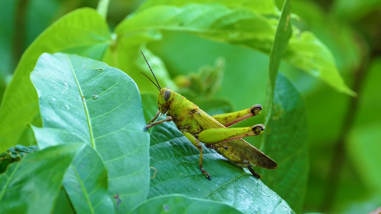 8K VIDEO ULTRAHD 8K VIDEOS Collection of Wildlife Animals for 8K hdr tv 8K 120FPS # 8k video