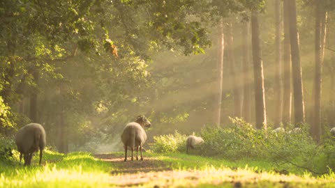 sheep morning sunrey