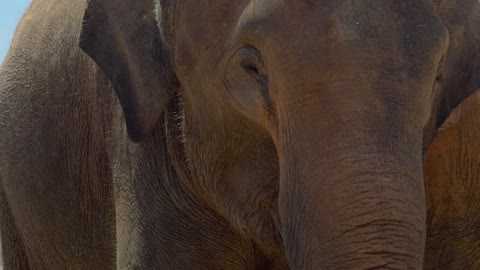 young elephant moving its ears