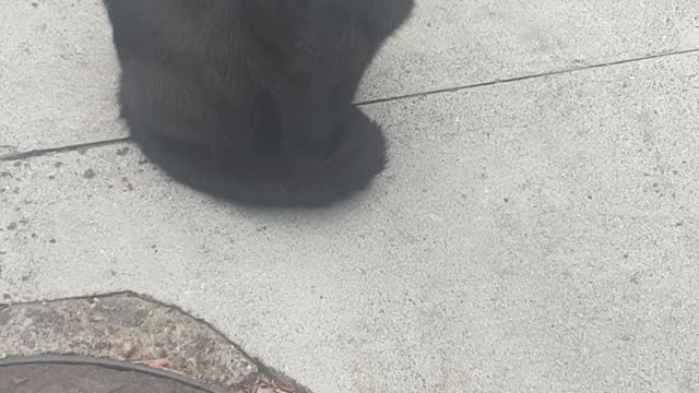 My Black Pregnant Cat Looking at Me Strangely with Soo much Love😻