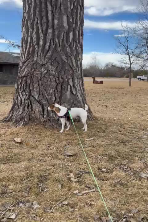 Trax he is who the channel is named after