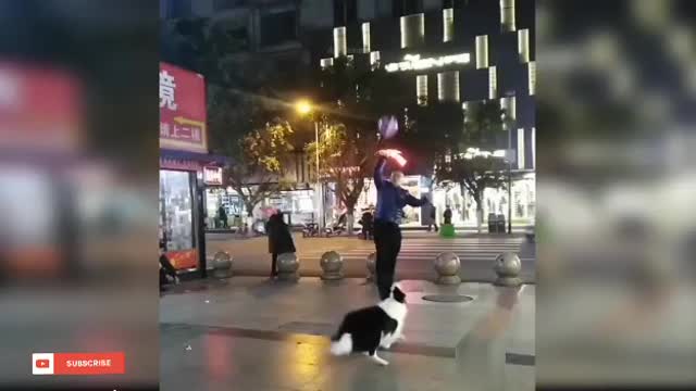 Cute and Funny Dog Videos Compilation |