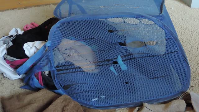 Pup Annihilates Laundry Basket with Absolutely NO Remorse