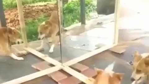 mirror prank in dog 🙊