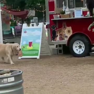 DOG DELIVER CUSTOMER REQUEST