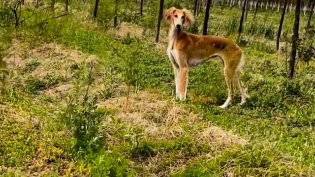 Saluki Hound 1