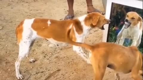 Dog Fighting with mirror 😁😂