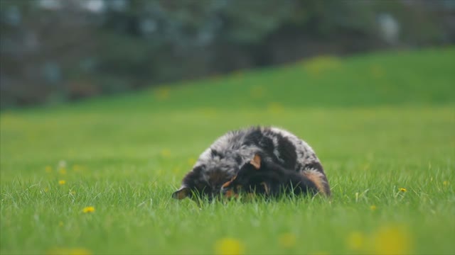 The dog has a wonderful reaction when he is with his family(brother)