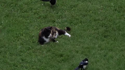 Skatorna är modiga. Det kunde ha slutat dåligt för skatorna.