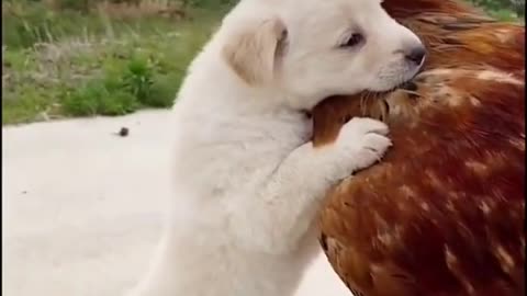Dog🐕 set with hen🐓
