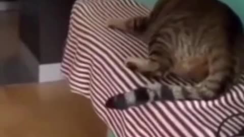 Funniest Cats and Dogs Clips 142