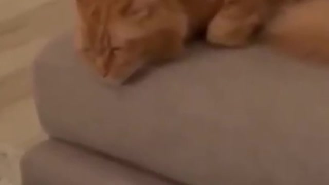 2.Cat challenge 😅 #shorts