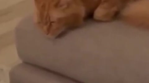 2.Cat challenge 😅 #shorts