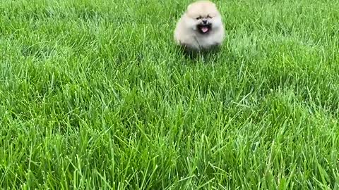 Beatiful Pomeranian