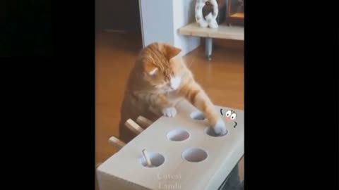 Funny cats||pet lovers