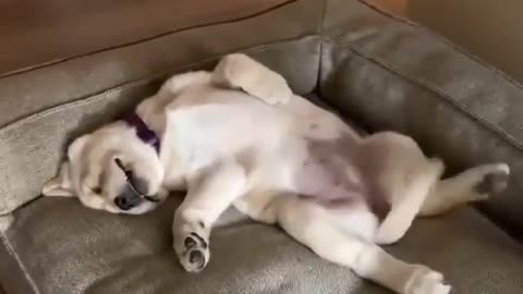 funny sleeping dog