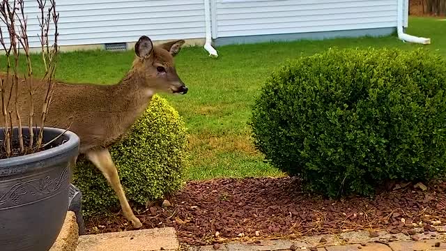 Deer Stops For A Bite Of Breakfast