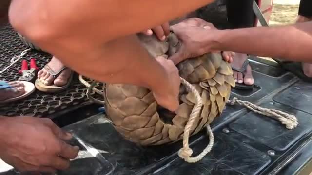 Woow!!!🫀🐲🇱🇰Indian pangolin 54M trengalin.