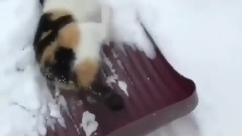 Cute cat like snow....