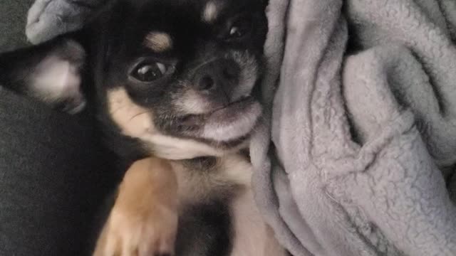 Majin Buu The teacup Chihuahua who just woke up with a smile on his face