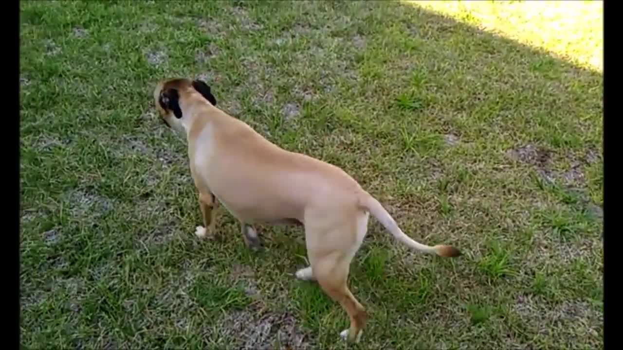 How to Train your Dog to Poop