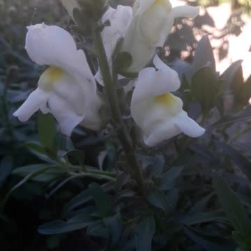 White Snapdragon