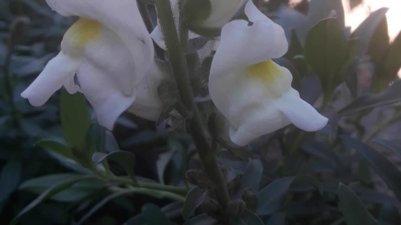 White Snapdragon