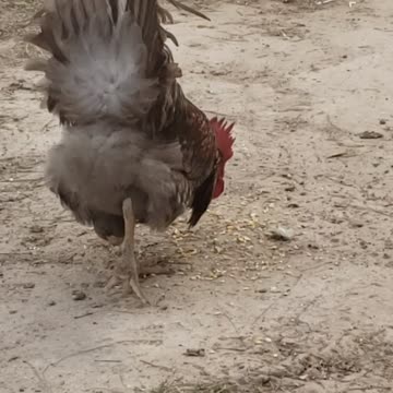 Maximus the rooster 🐓