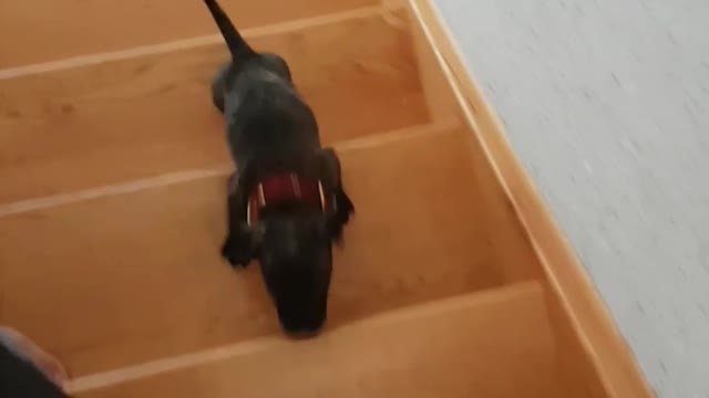 Music black pitbull puppy runs up wooden stairs