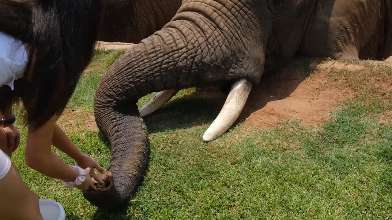 Beautiful elephant eating