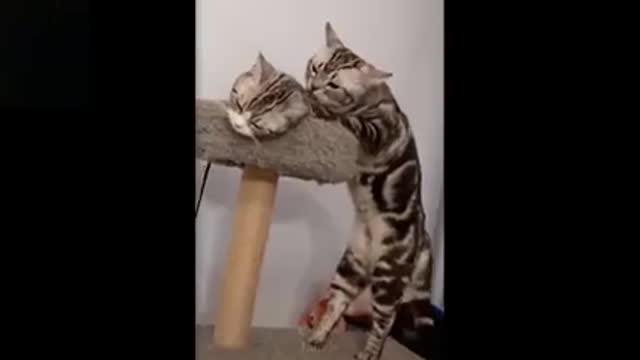 Adorable cute kittens *