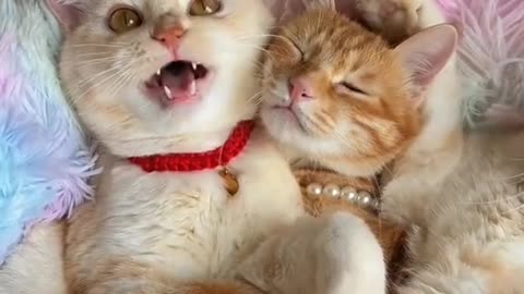 Adorable Feline Frenzy