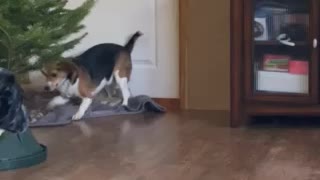 Dakoda’s fun with Pine!